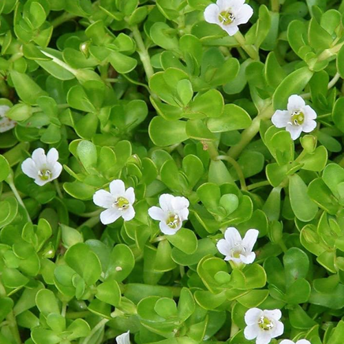 Bacopa